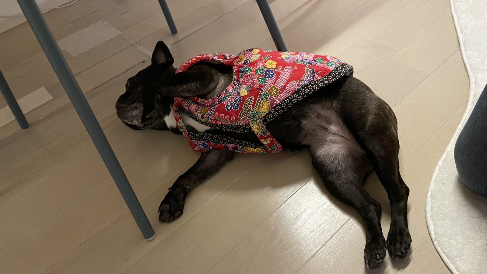 🐕ブヒブヒさん💞