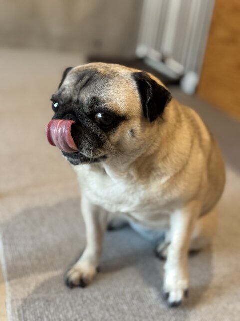 【犬のペットシッター】ななちゃんのお世話の様子