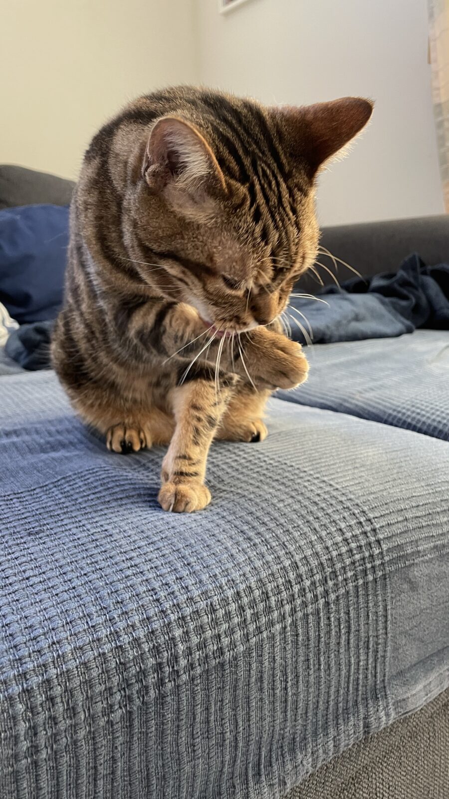 🐱初めましてのお友達🐱