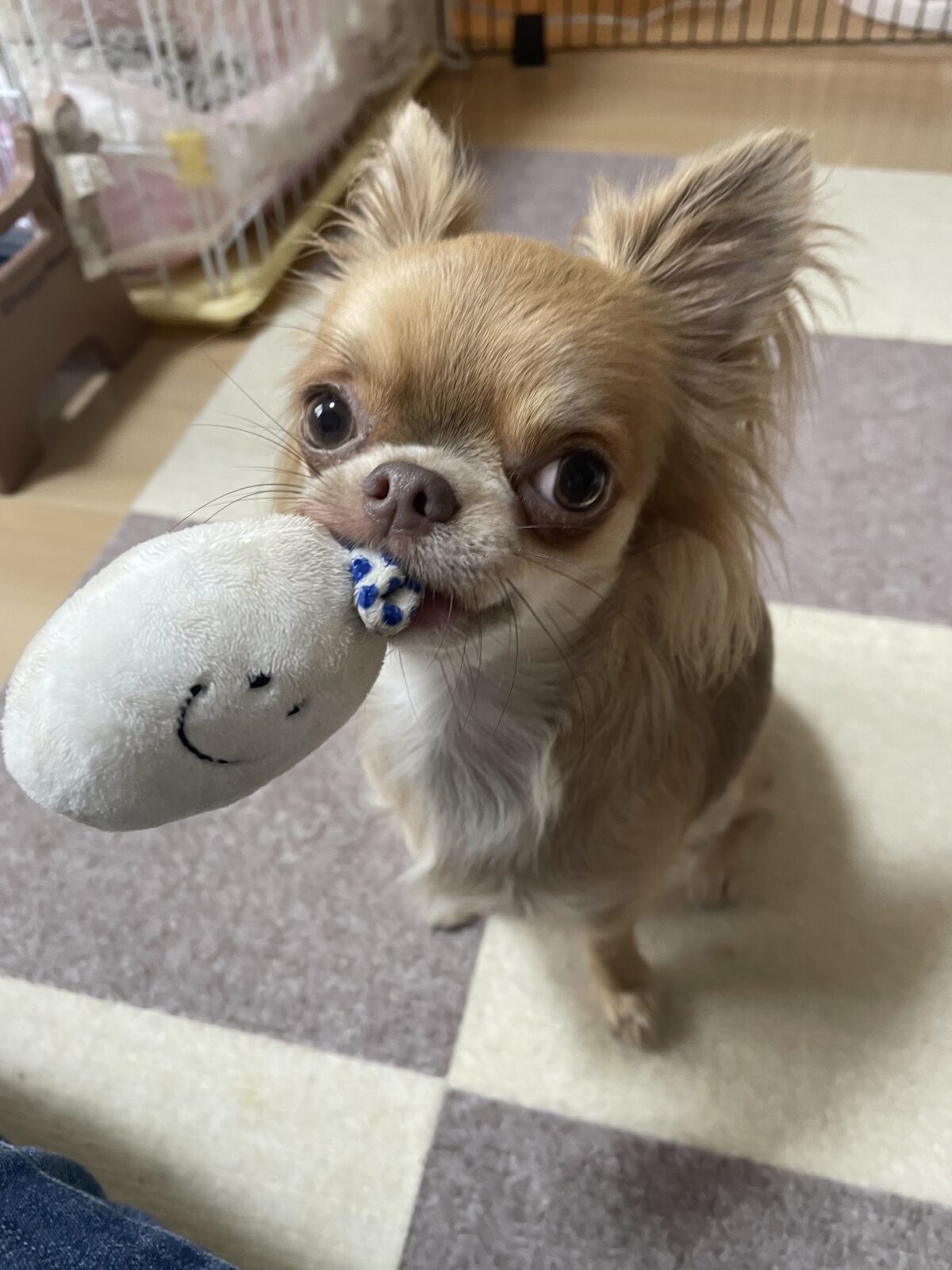 【八千代市】ポポちゃん、あおくん、みみちゃんのお世話報告