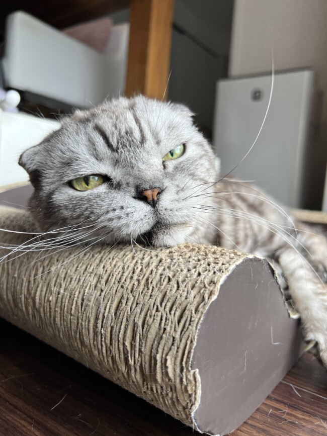 ペットシッター　箕面市　スコティッシュフォールドのティーディくん