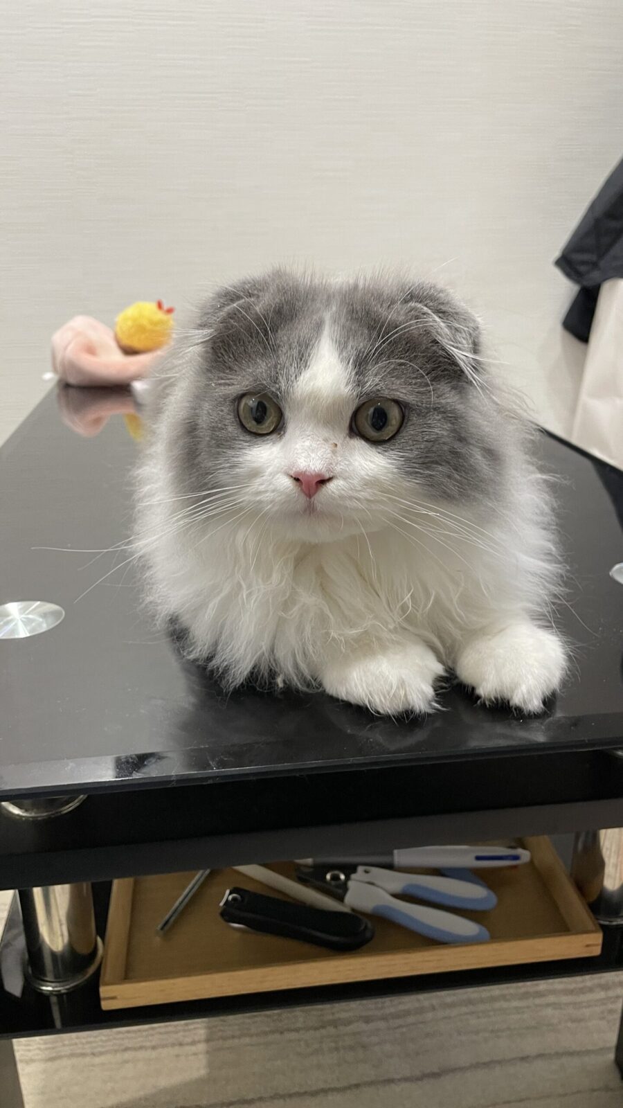 🐱お見送りしてくれました💞