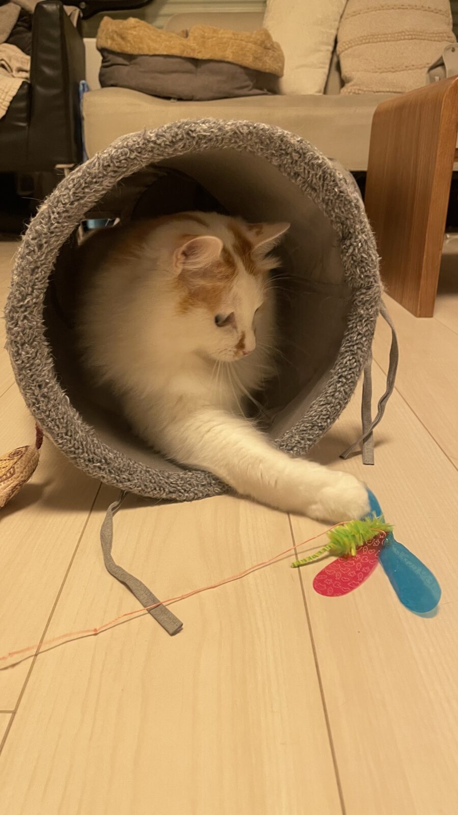 🐱待て待て待て〜💨💨💨