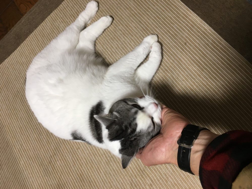 トトくんのキャットシッター