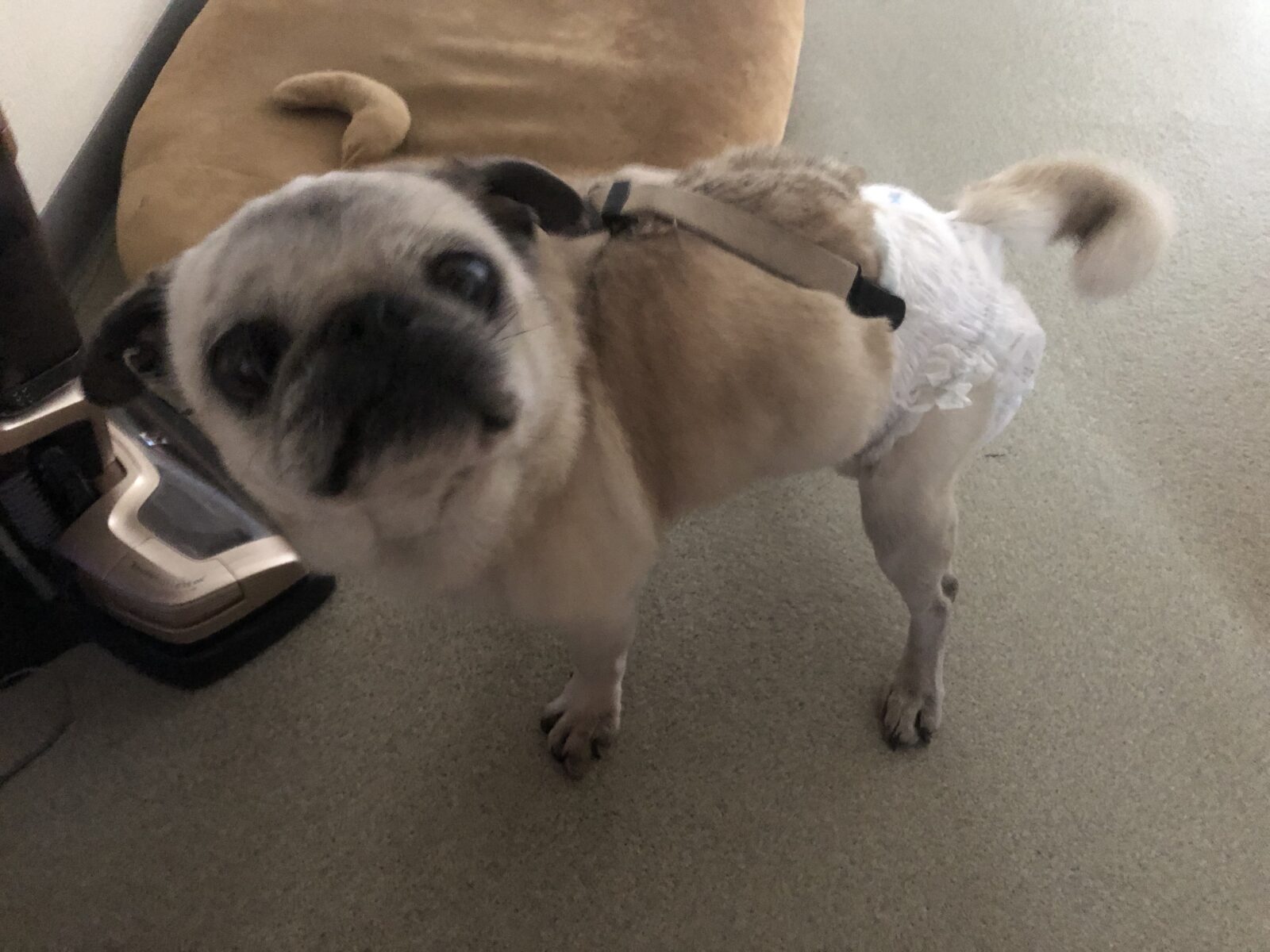 伊勢原市 小町ちゃん お世話1日目