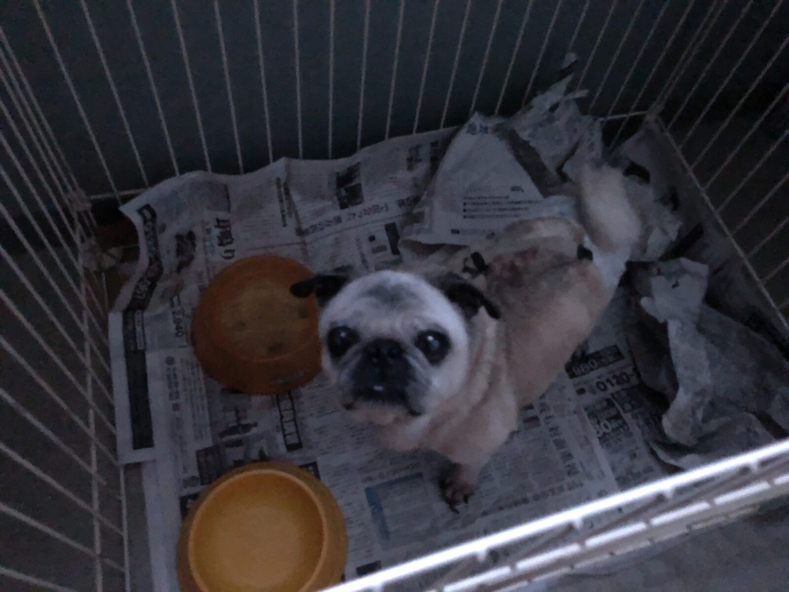 ペットシッター 箕面市 トイプードル ユリちゃん