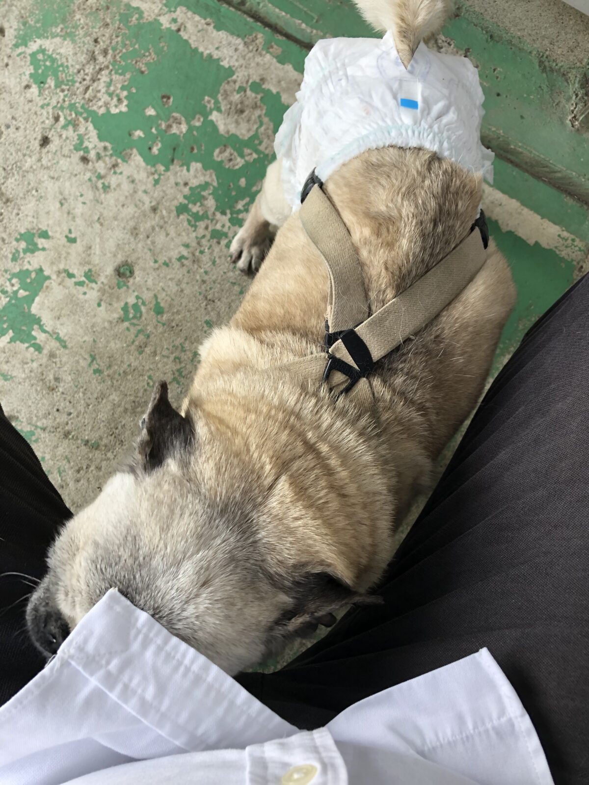 我が家のわんこ