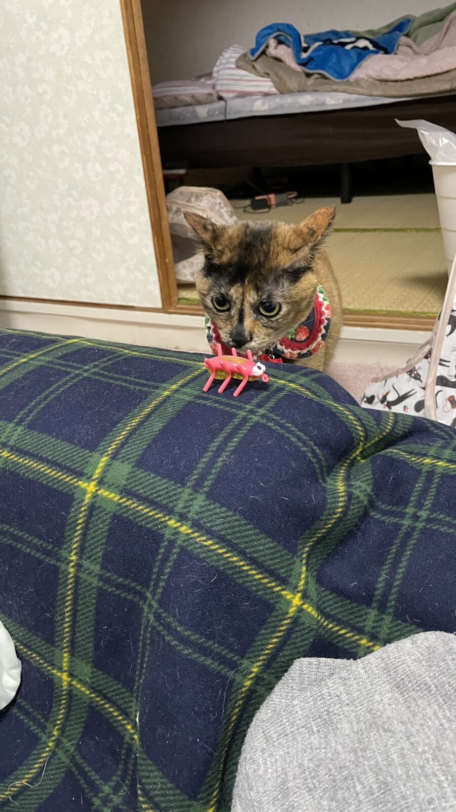 🐱こじれ系女子