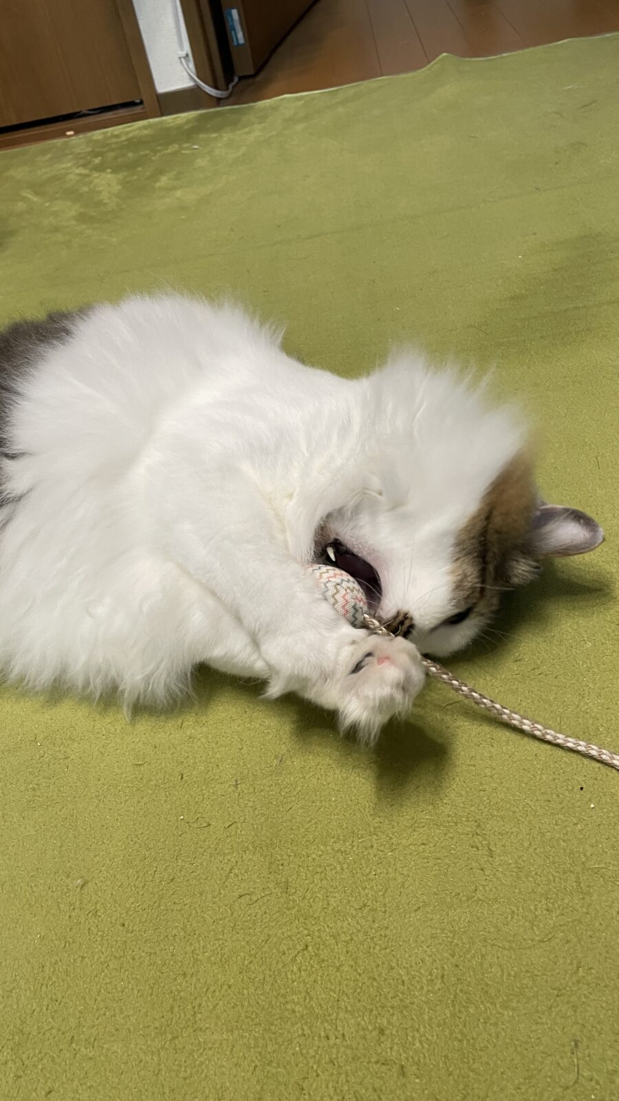 😺仲良し兄弟☺️