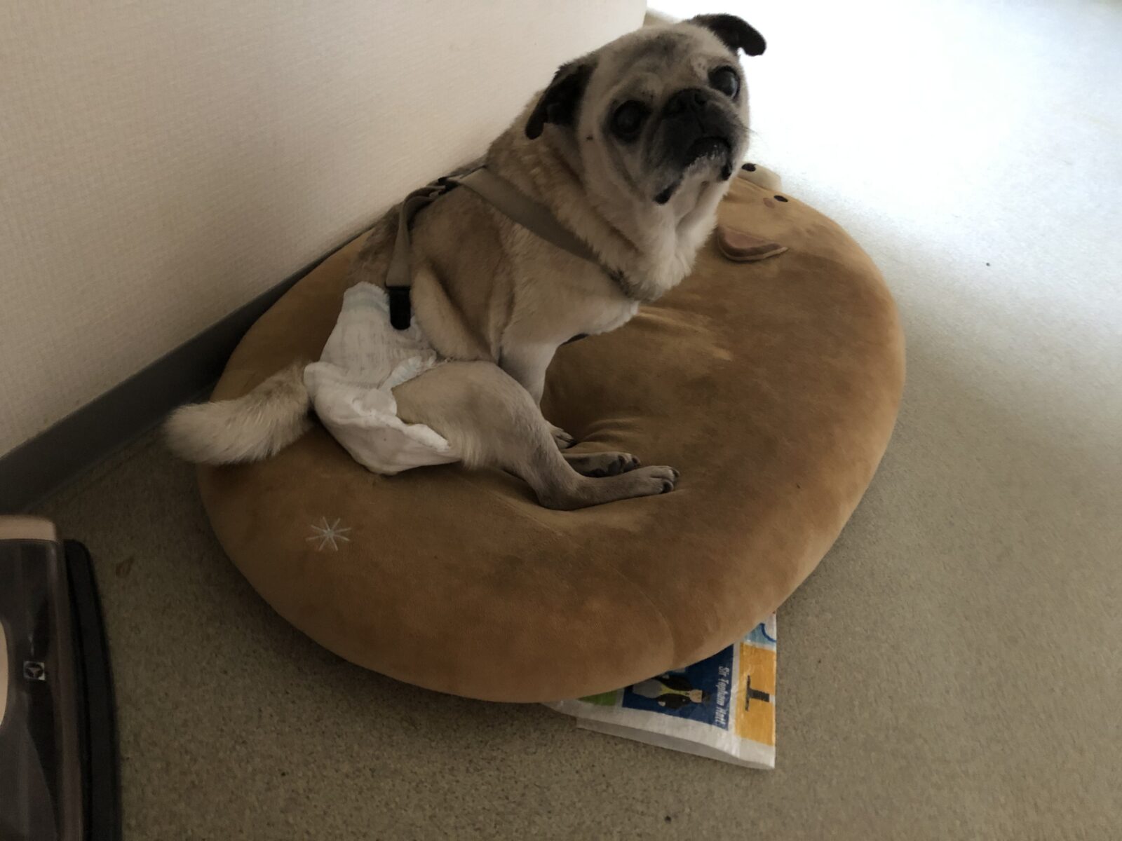 伊勢原市 小町ちゃん お世話2日目