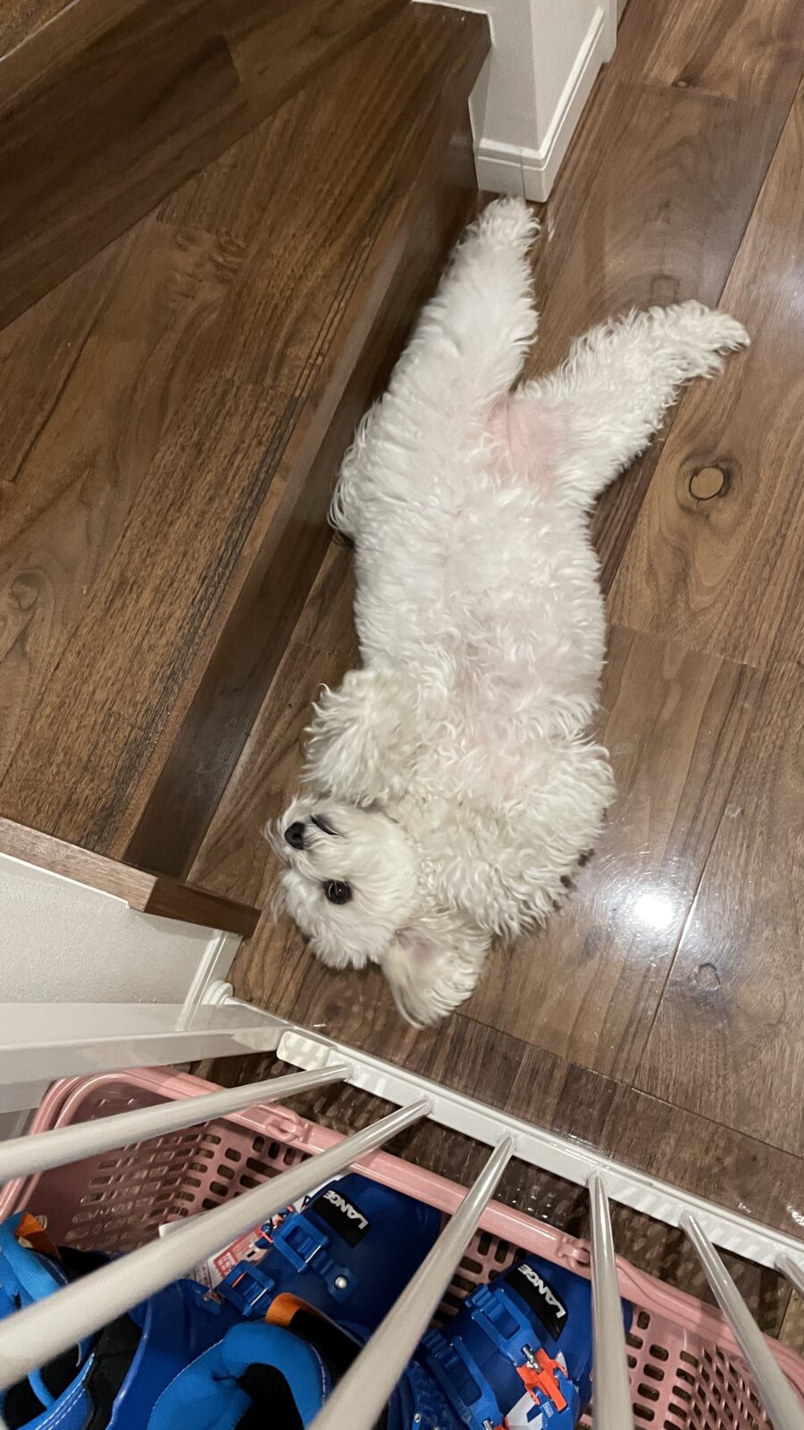 🐶大きくなったね💞