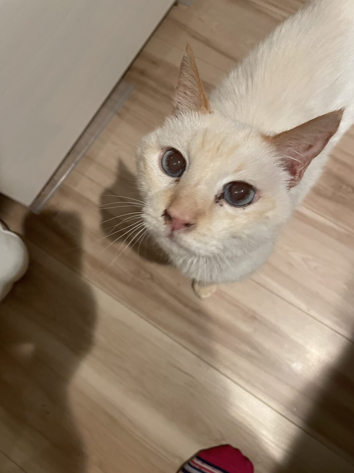 【八千代市】SKYくんのお世話報告