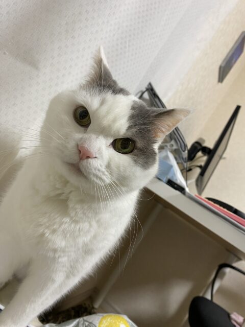 ～～★猫っと雑学★～～ 聴覚