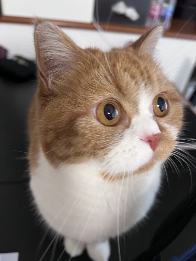 太宰府市 猫 ちゃちゃ◯くん、きなこちゃんのお世話