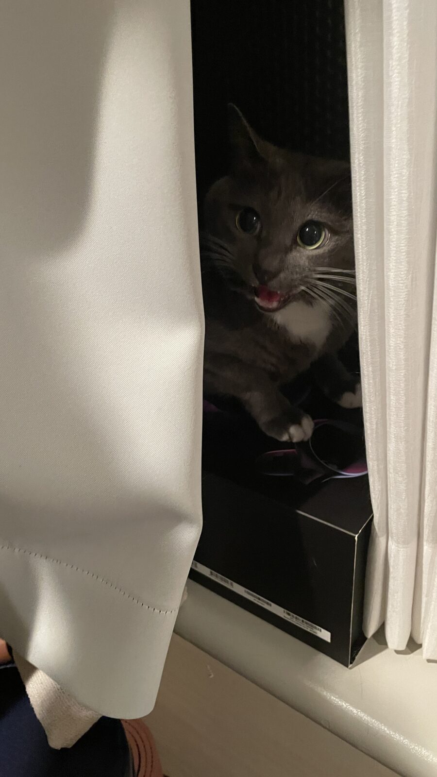 😺初めましてのお友達