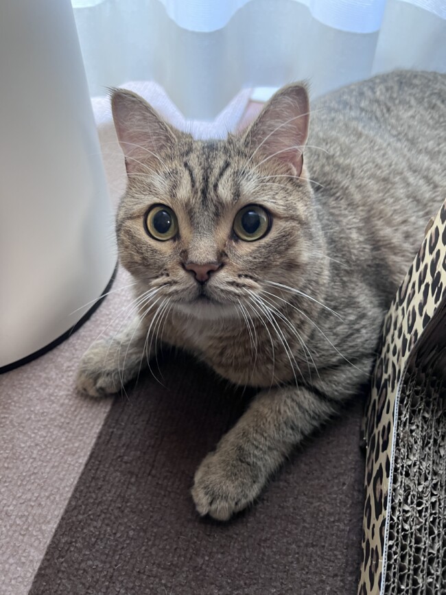 ペットシッター　吹田市　ミヌエットの虎太郎くんとスコティッシュフォールドの花ちゃん