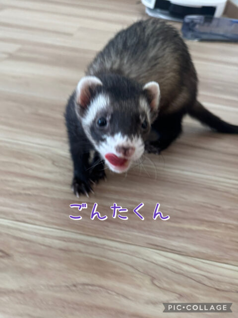 習志野市　ごんた君のお世話