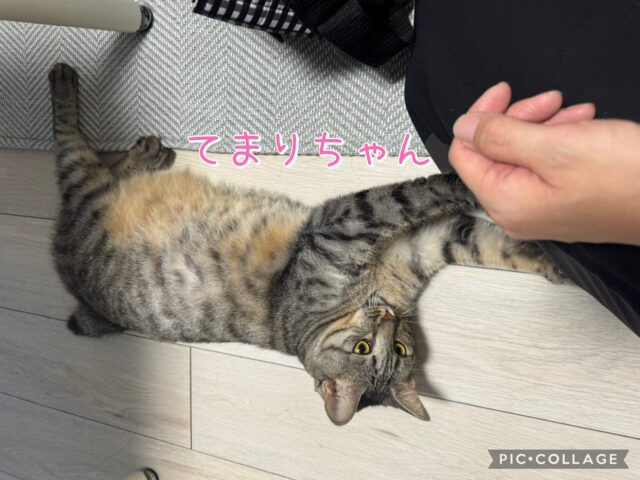 船橋市　てまりちゃんのお世話