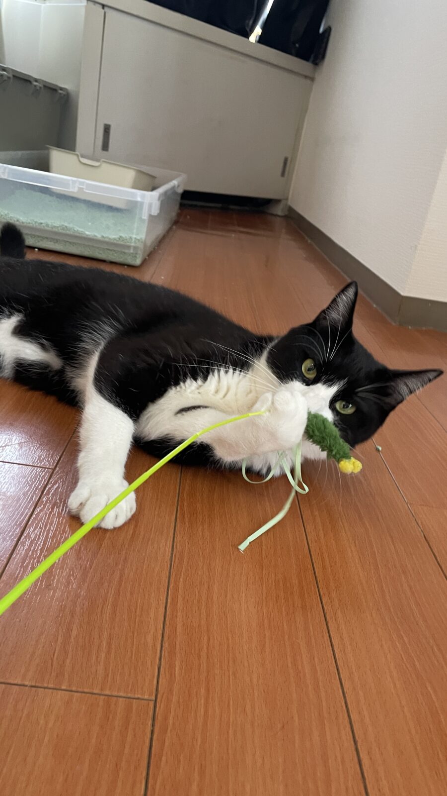 お散歩代行　箕面市　ポメプー　あまみくん