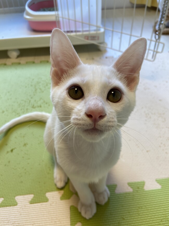 ペットホテル　猫ちゃん　米ちゃんと麦ちゃん