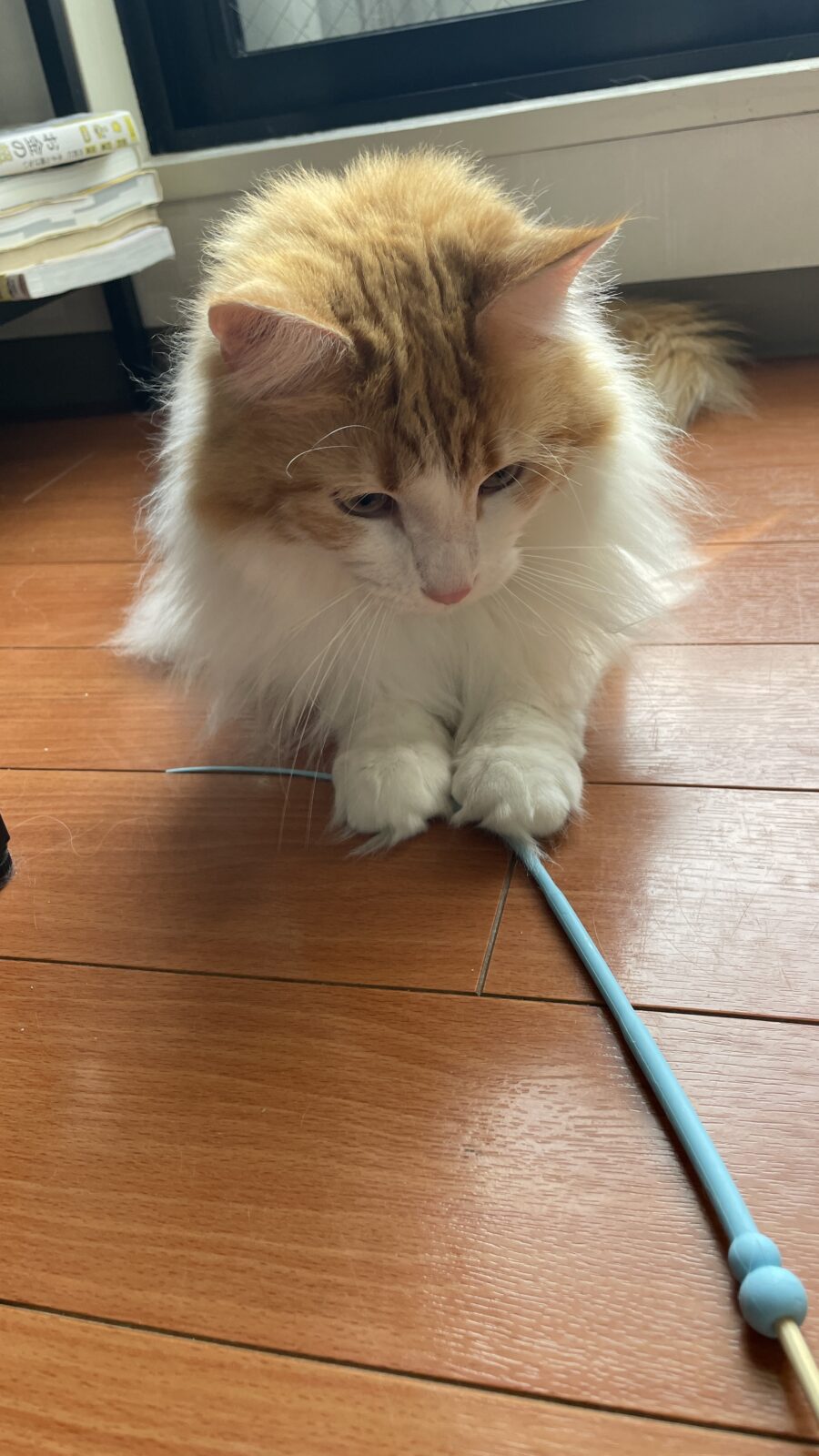 😺初めましてのお友達☺️