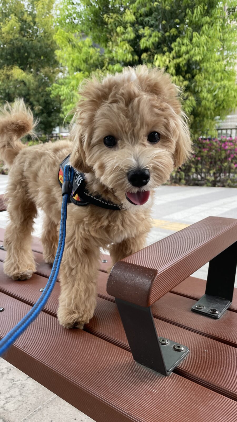 ✨🐶初めましてのお友達🐶✨