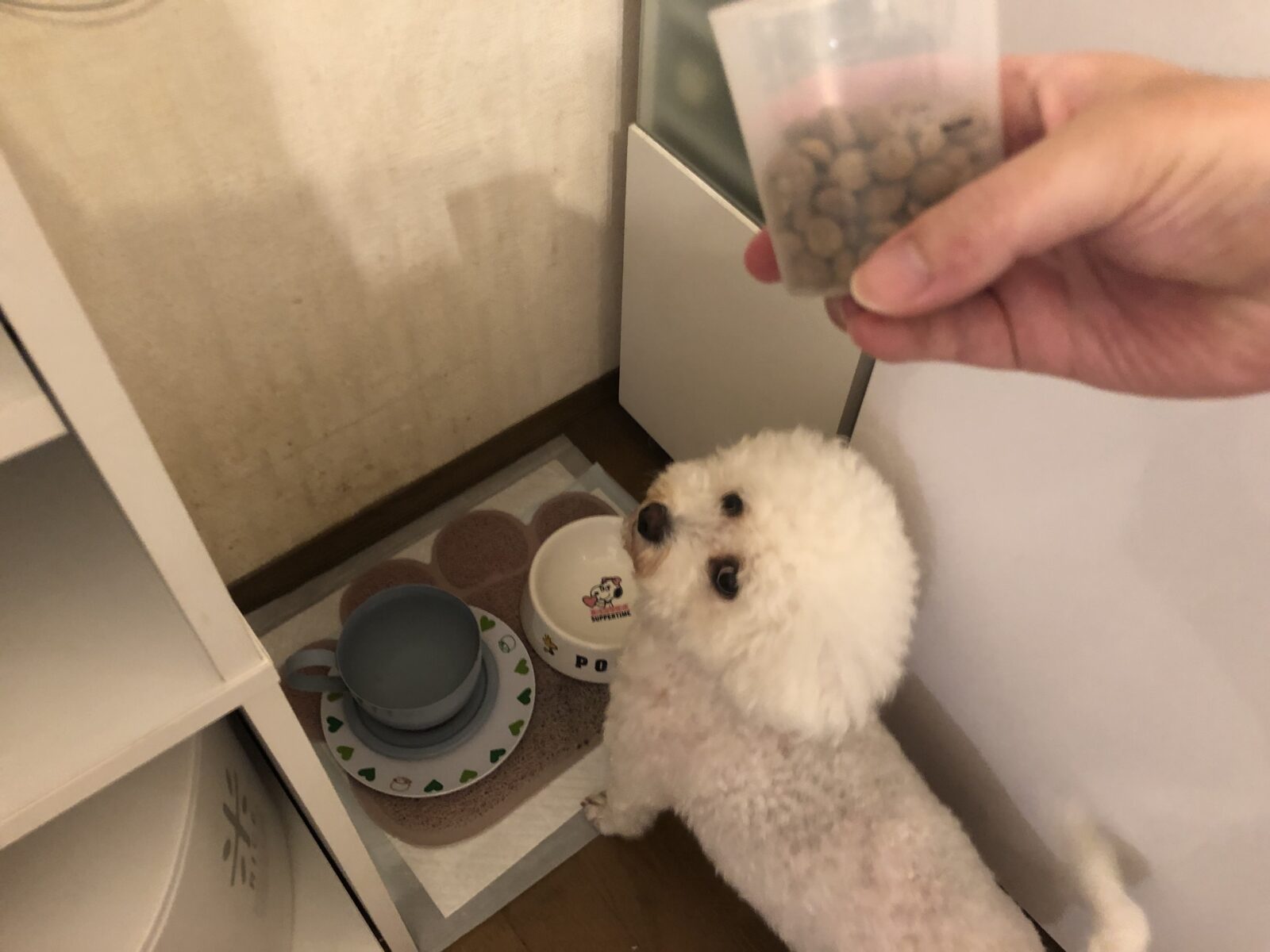 岸根公園　キャットシッター