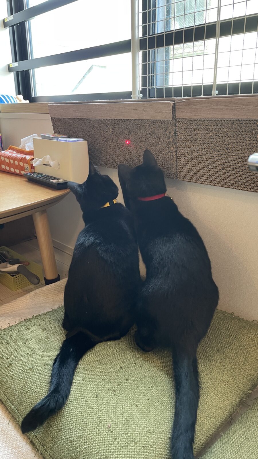 🐱初めましてのお友達✨