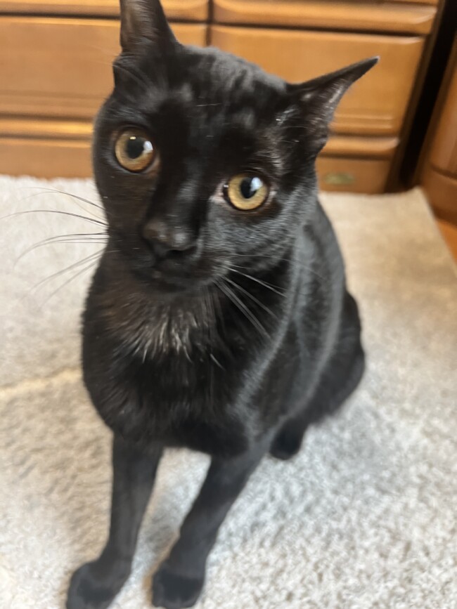 ペットシッター　高槻市　黒猫　キューくん