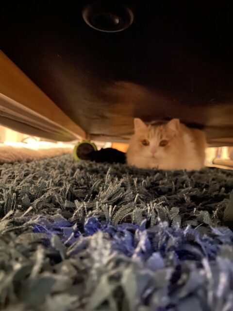 お世話日記 麻生区　チャミちゃん