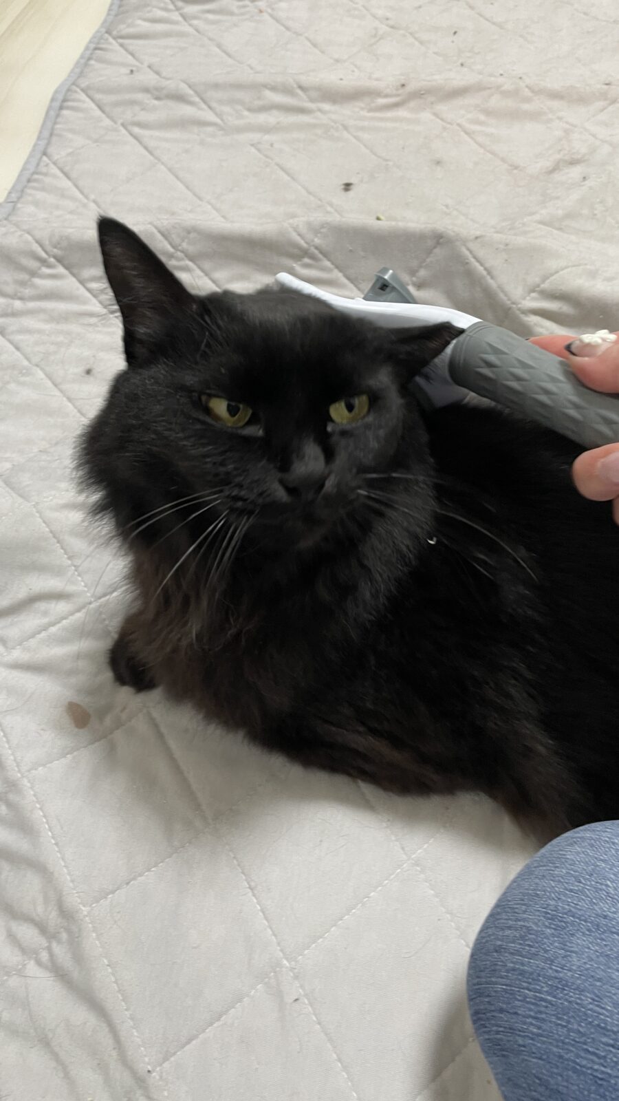 😺お尻トントントン☺️