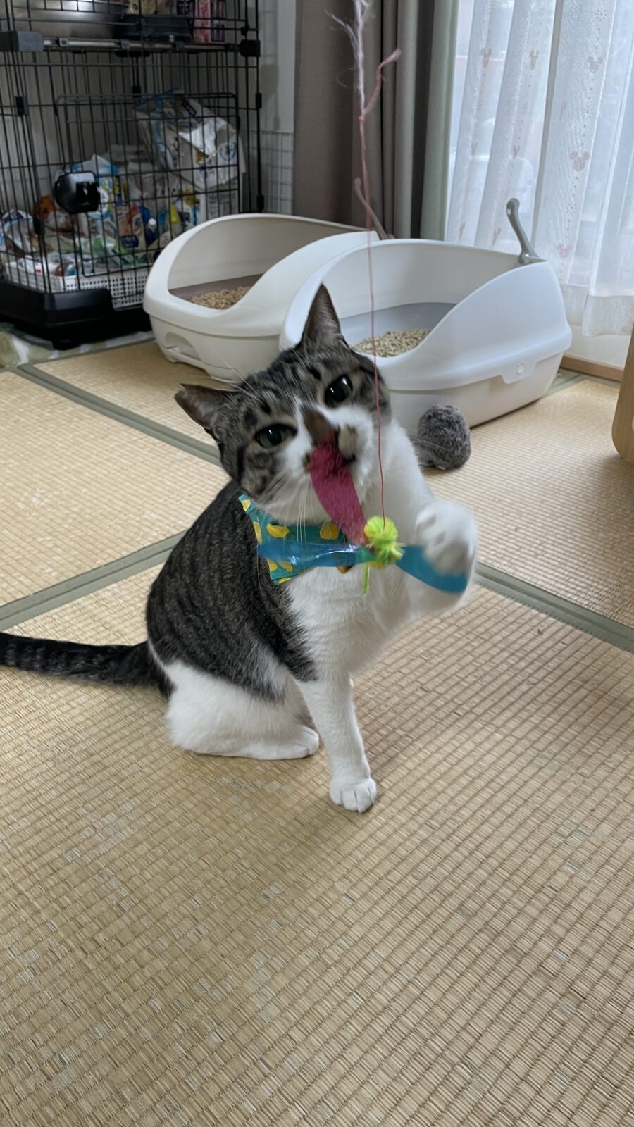 🐱初めましてのお友達✨