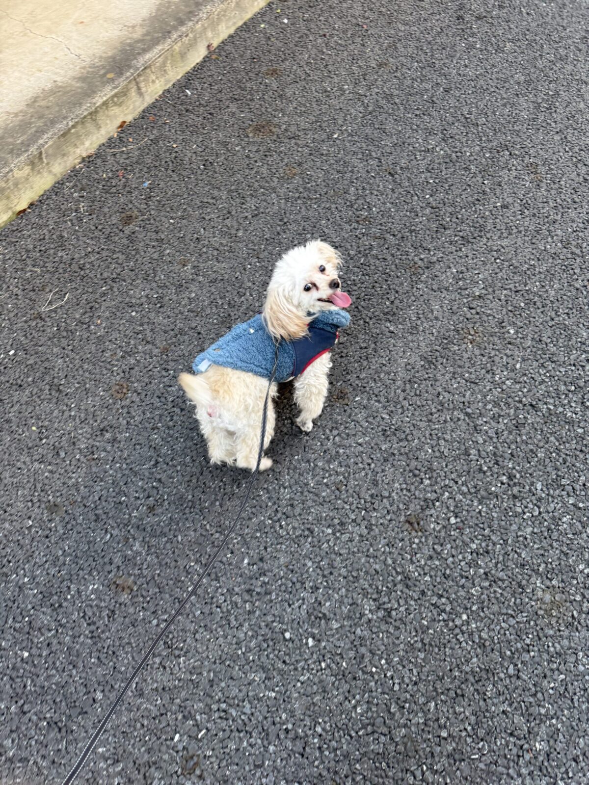 船橋市　まーくんとみみちゃんのお世話