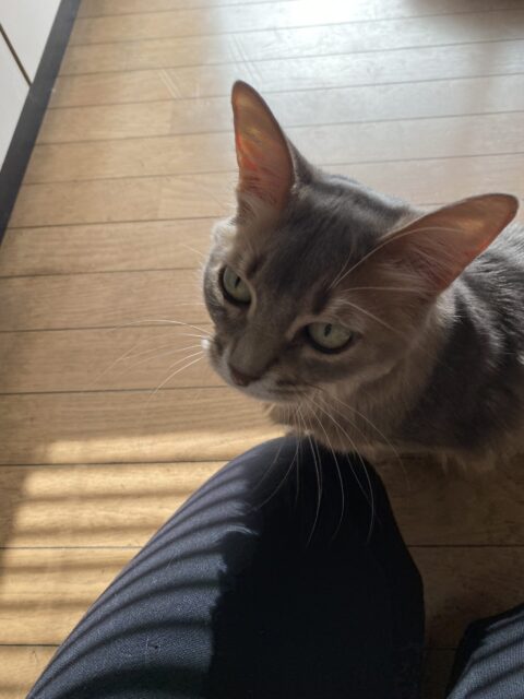 お世話日記 麻生区 ジェニーちゃん コロ助くん