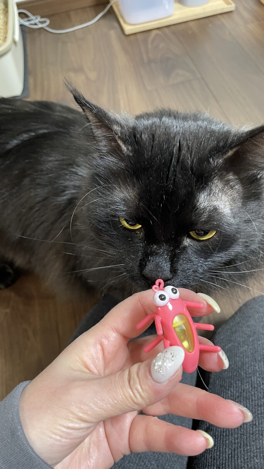 🐱まん丸おめめちゃん🐱