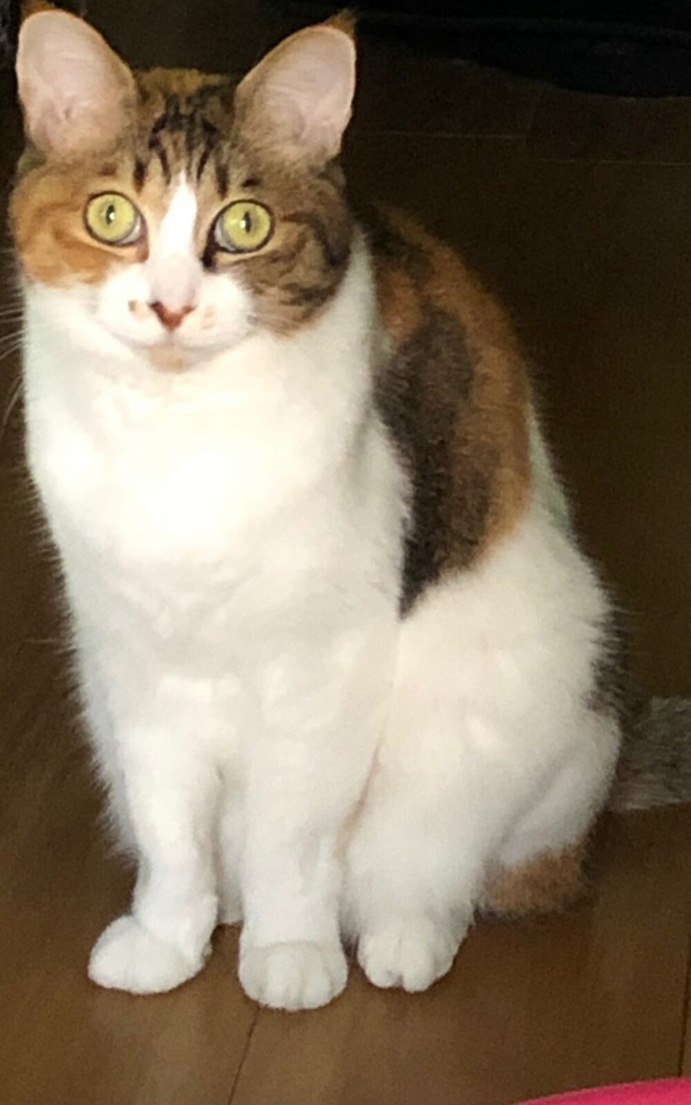 猫をひとりでお留守番させるとき