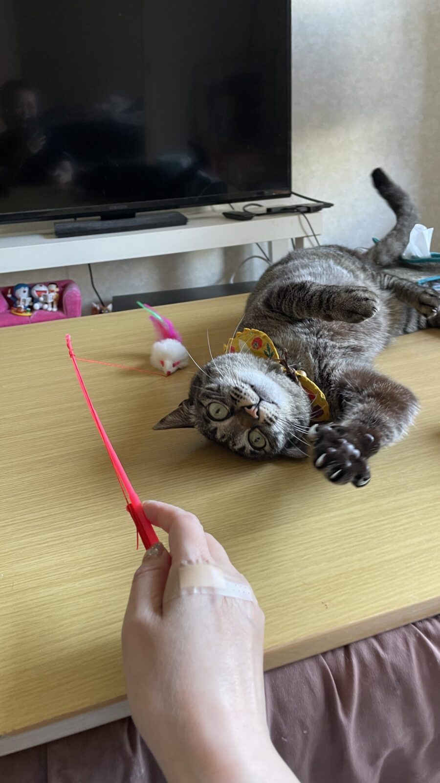 😺距離が少し縮まったよ😺✨