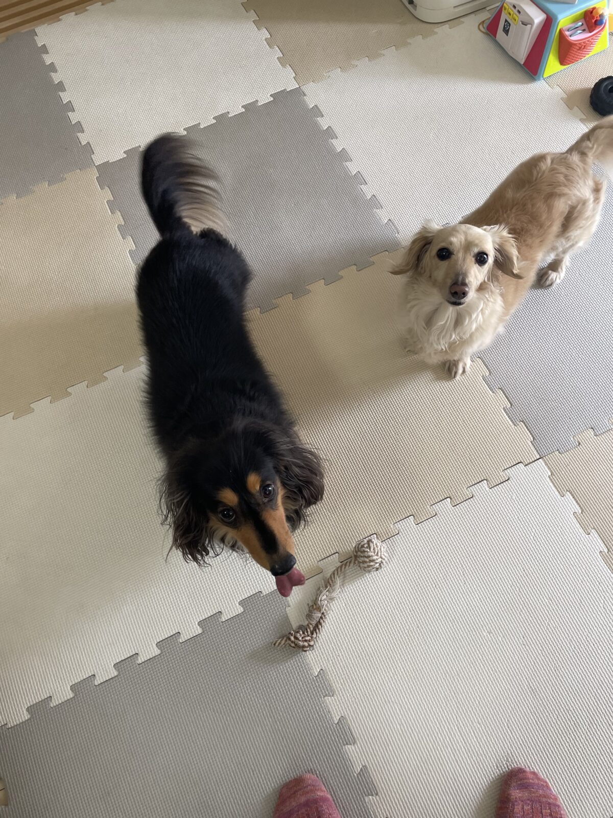 【船橋市・犬】桃子ちゃんと圭司くんのお世話報告