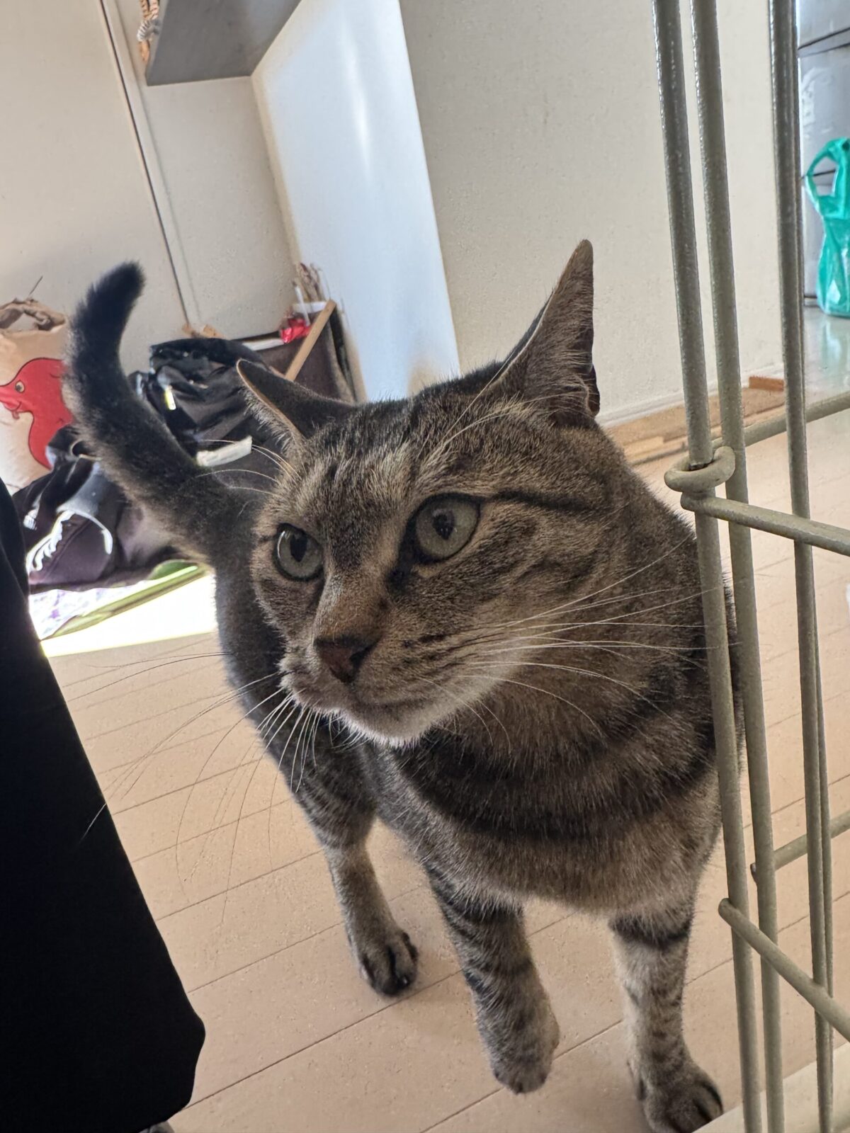 船橋市　まめすけくんのお世話