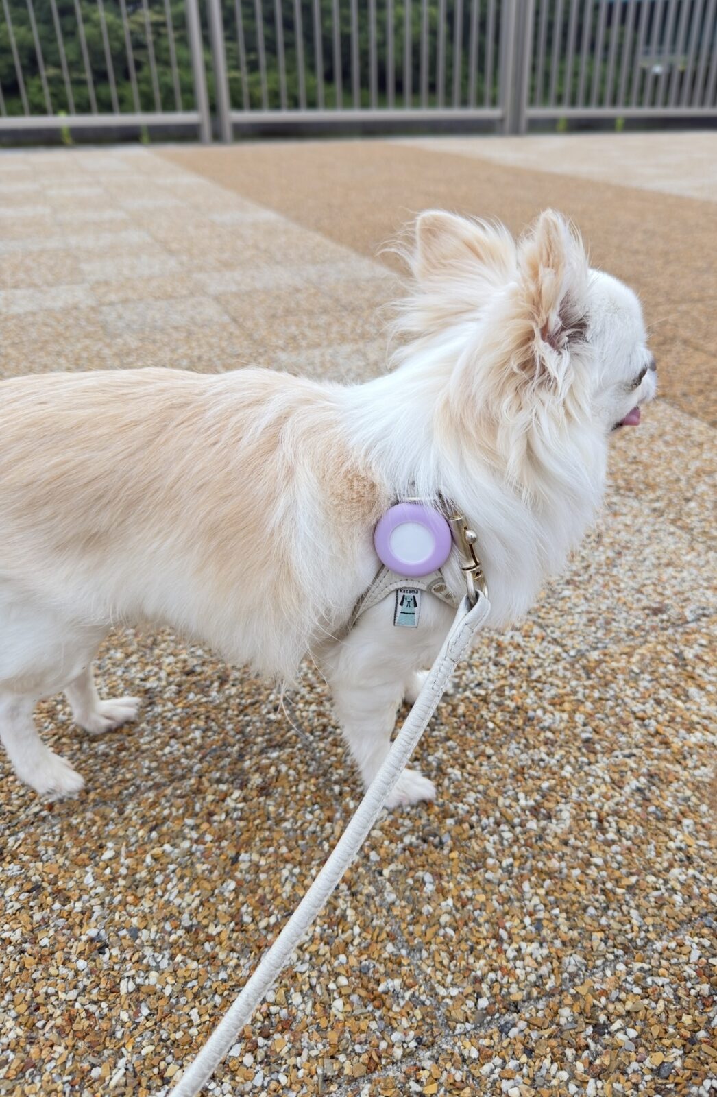 東麻布　フータくん🐕