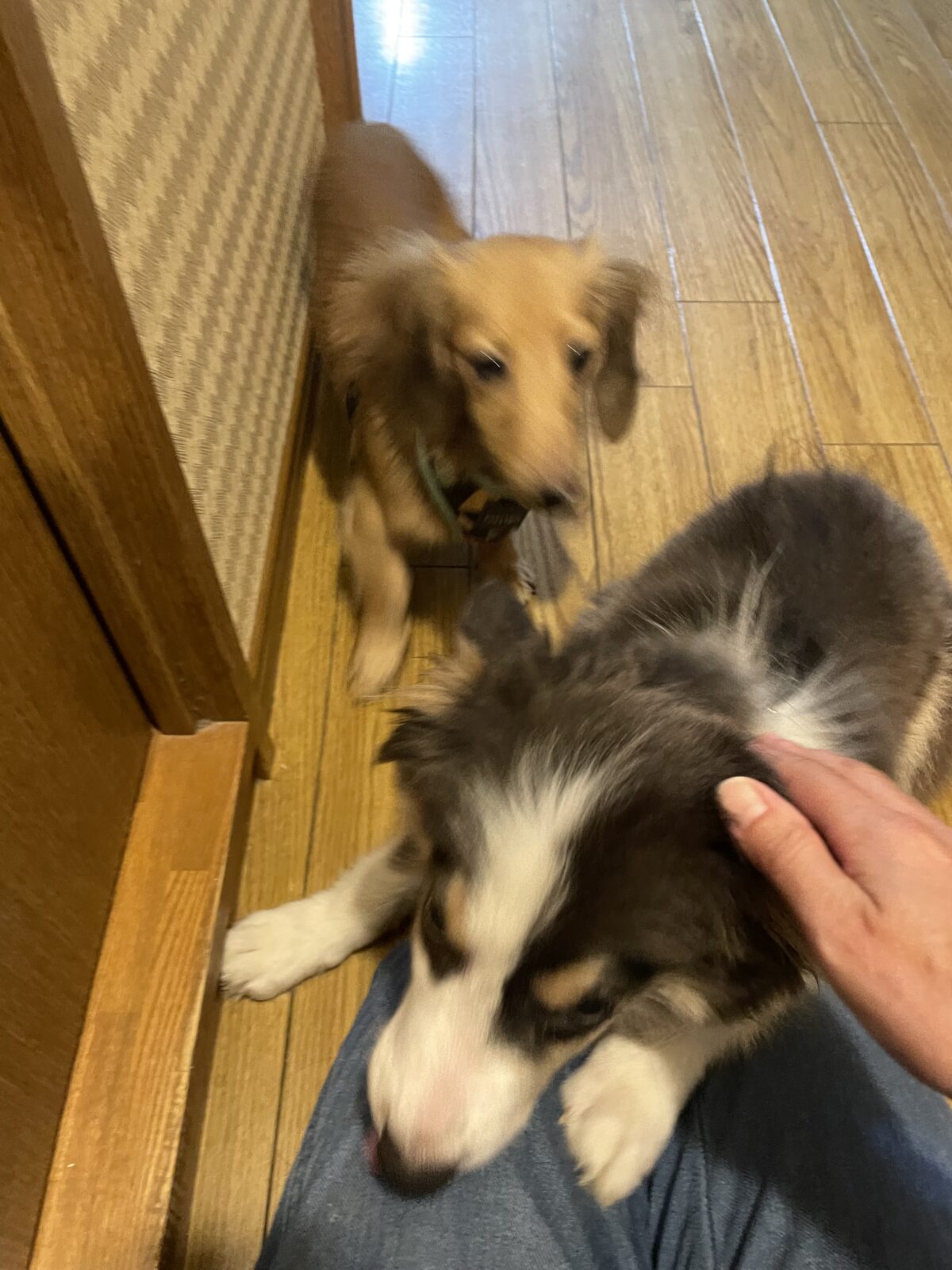 【船橋市】国芳くんと京伝くんのお世話報告