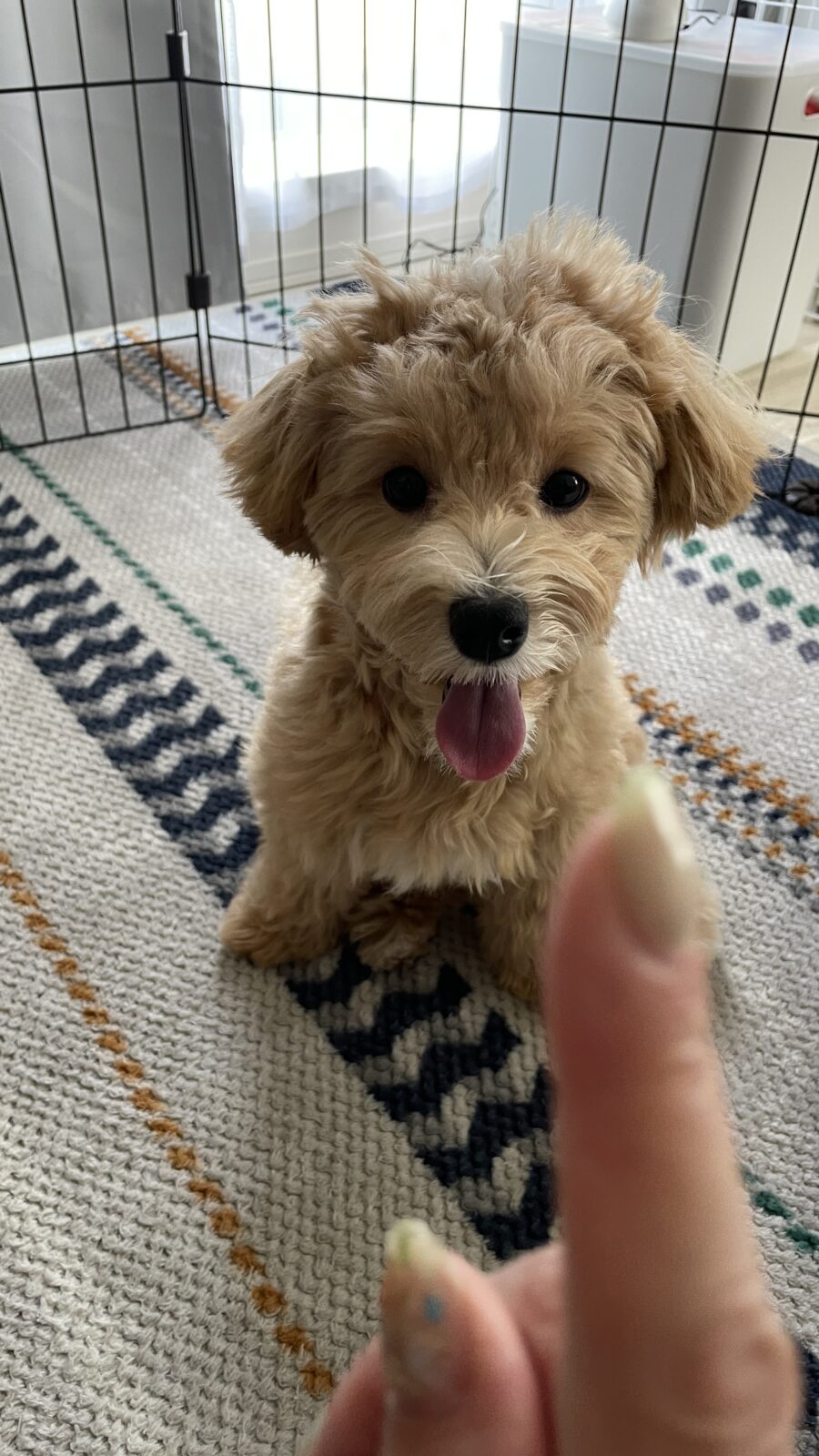 🐶抱っこお散歩🐶