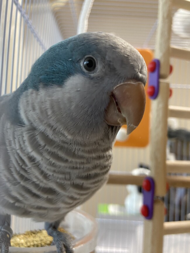 ペットシッター 吹田市 オキナインコのくうちゃん