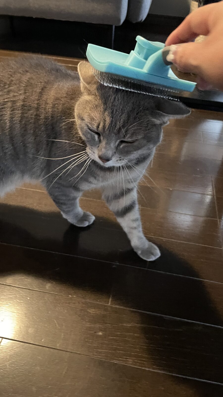 😺ブラッシング大好き☺️