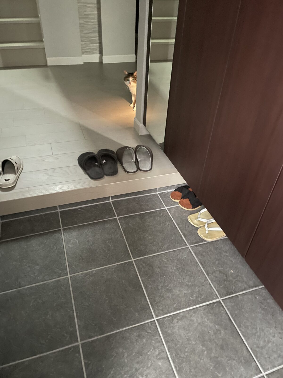 【船橋市】美唯ちゃんのお世話報告