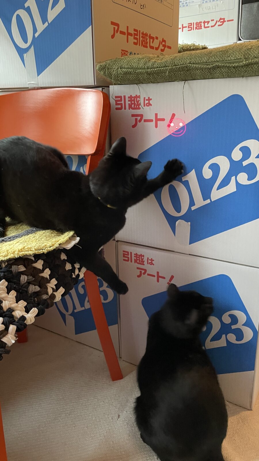 🐱仲良し兄弟🐱