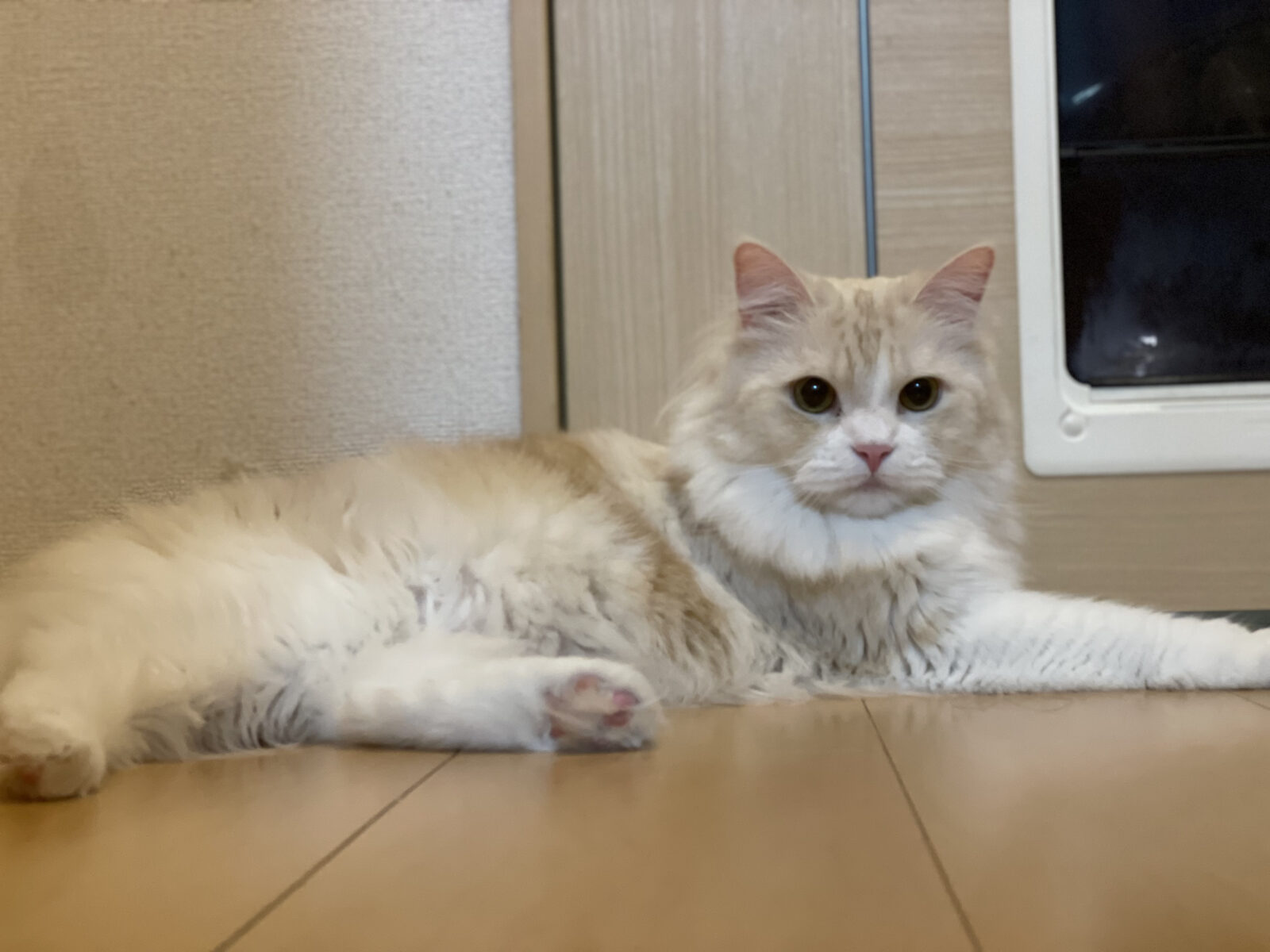 京都 長岡京市 マンチカン ご兄妹猫ちゃん