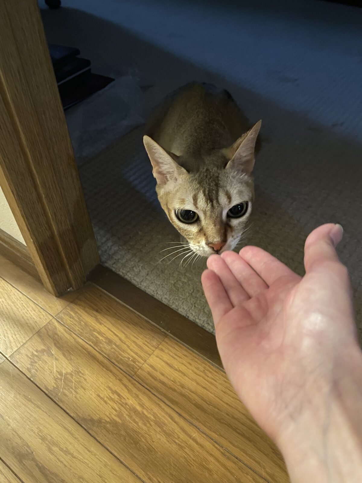 【習志野市】ぽん太くん、さん太くん、よつばちゃんのお世話報告