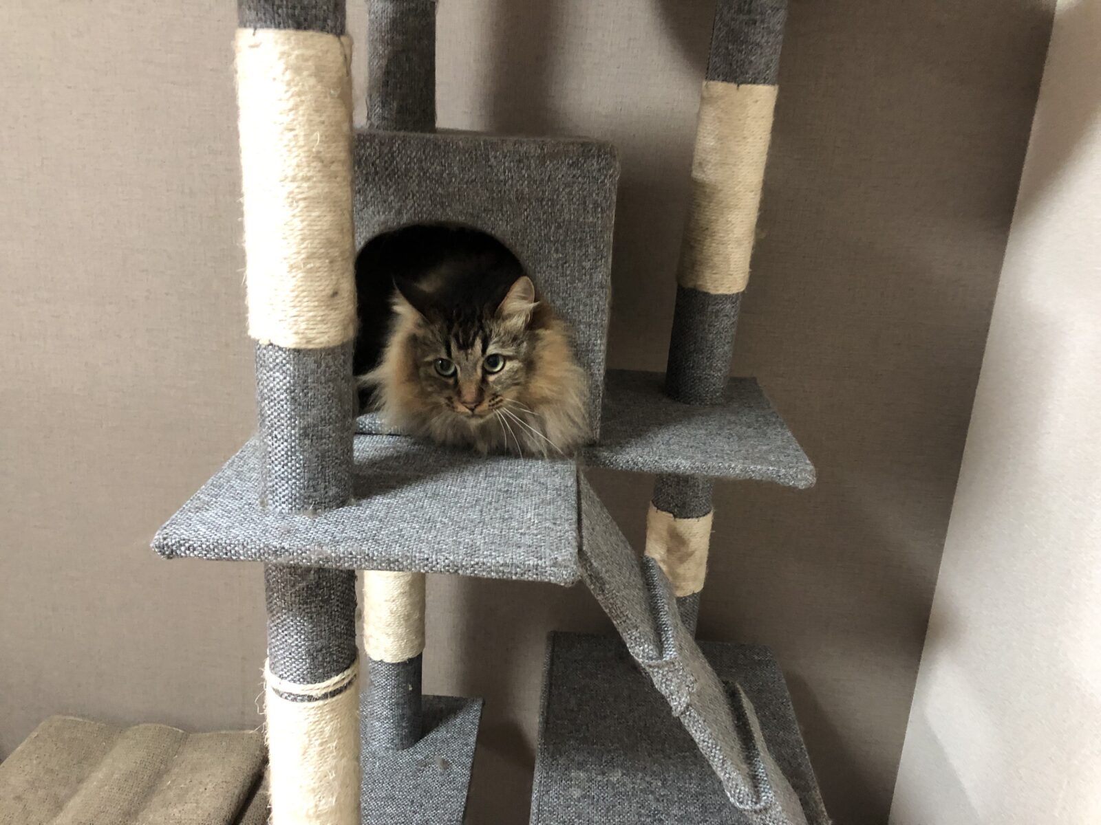 秦野市　ぶあちゃん　初回訪問