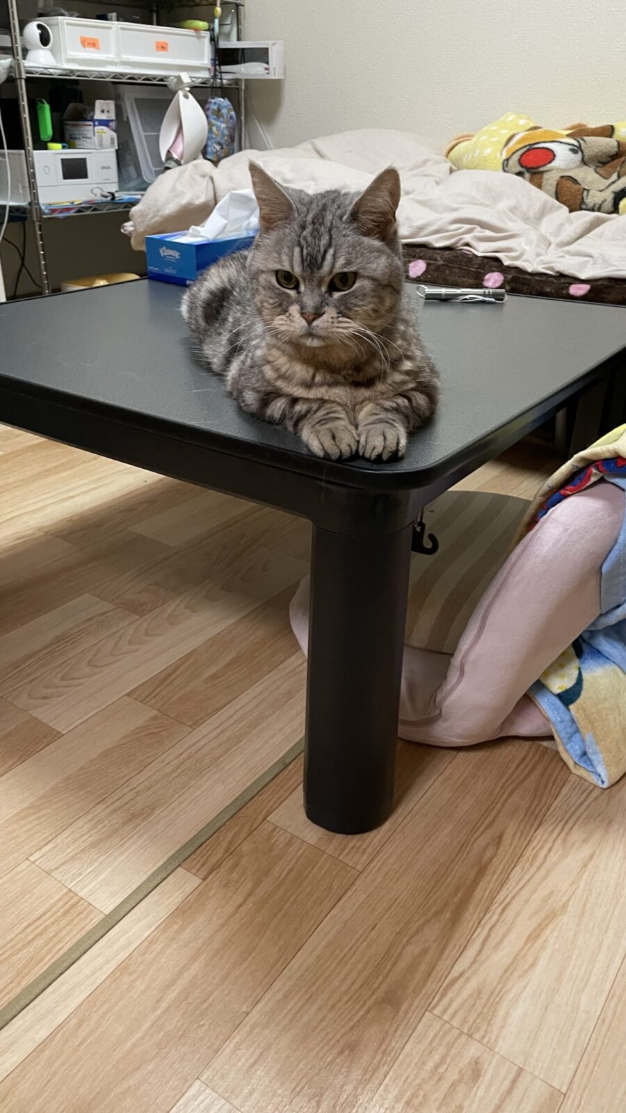 😺カーテンの隙間から、じーっ☺️